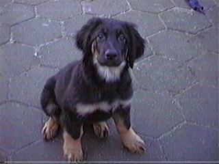 Mister